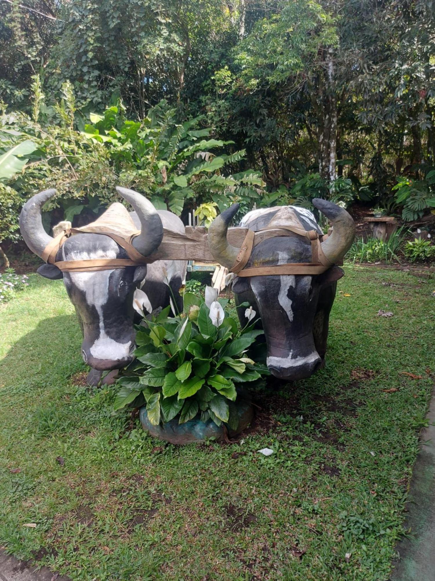 Alisson Hotel Y Restaurant Monteverde Extérieur photo
